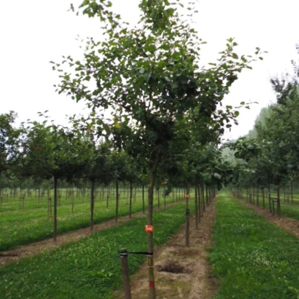 Malus domestica GOUDREINETTE ('Schone van Boskoop') – Rosaceae