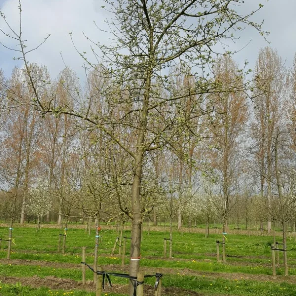 Malus domestica 'Gravensteiner' – Rosaceae
