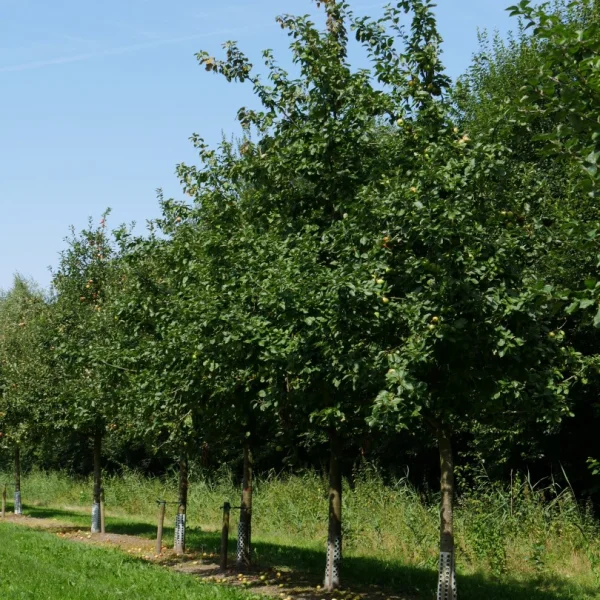 Malus domestica 'Jacques Lebel' – Rosaceae