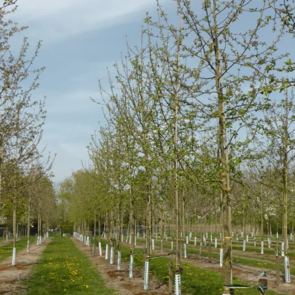 Malus domestica 'Jonagold' – Rosaceae