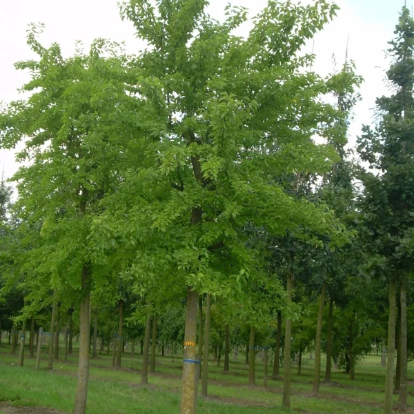 Maclura pomifera – Moraceae
