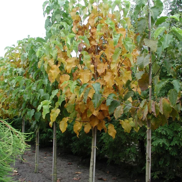 Magnolia acuminata – Magnoliaceae