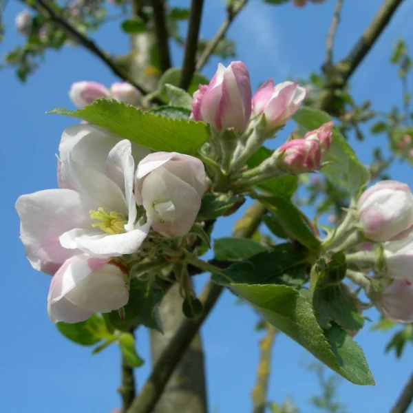 Malus domestica 'Notarisappel' – Rosaceae
