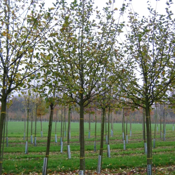 Malus domestica 'Reinette de France' – Rosaceae