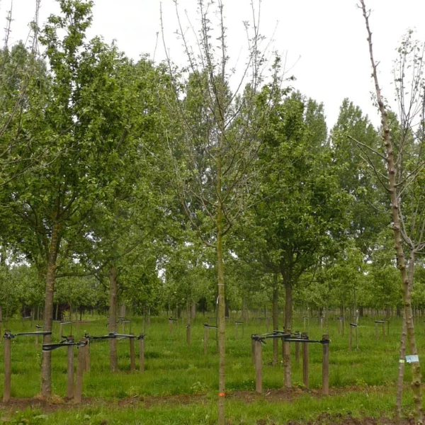 Malus domestica 'King of the Pippins' – Rosaceae