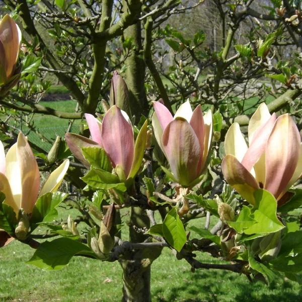 Magnolia ×brooklynensis 'Woodsman' – Magnoliaceae