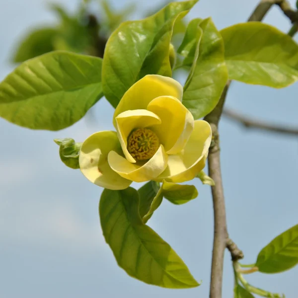 Magnolia ×brooklynensis 'Yellow Bird' – Magnoliaceae