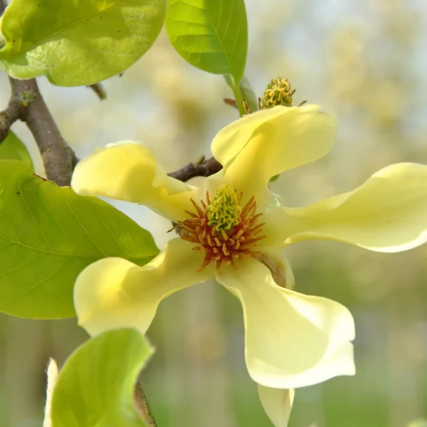 Magnolia 'Butterflies' – Magnoliaceae