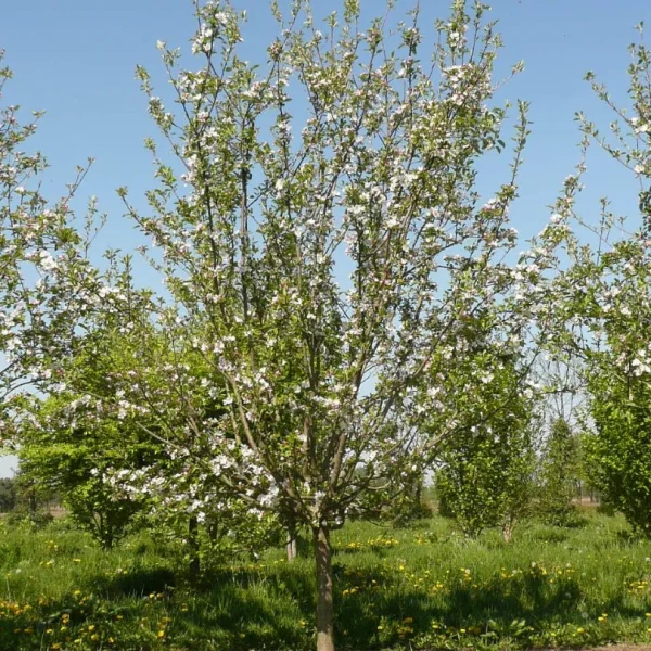 Malus domestica 'Starkrimson Delicious' – Rosaceae