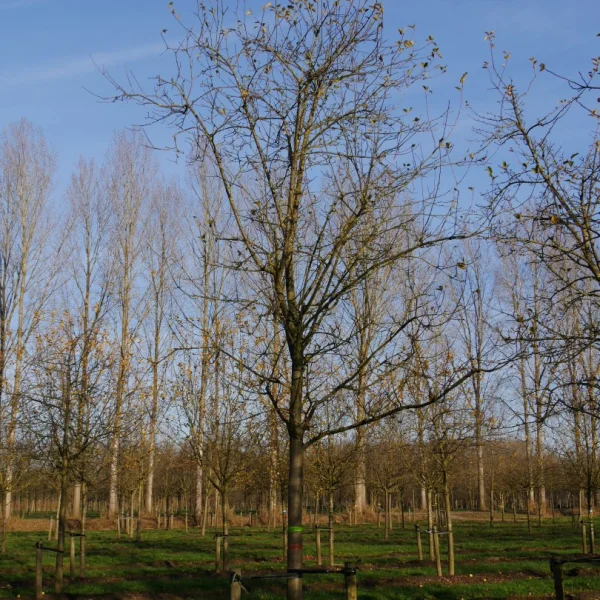 Malus domestica 'Sterappel' – Rosaceae