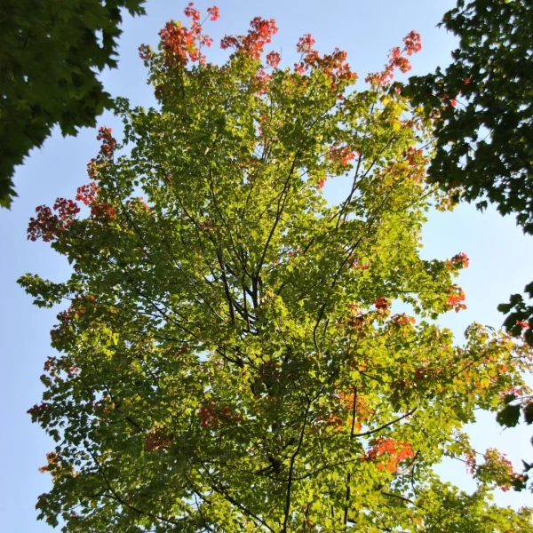 Acer rubrum 'Schlesingeri' – Aceraceae