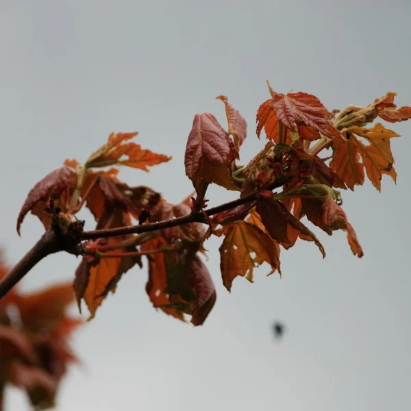 Acer rubrum 'Somerset' – Sapindaceae
