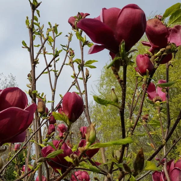 Magnolia 'Genie' – Magnoliaceae