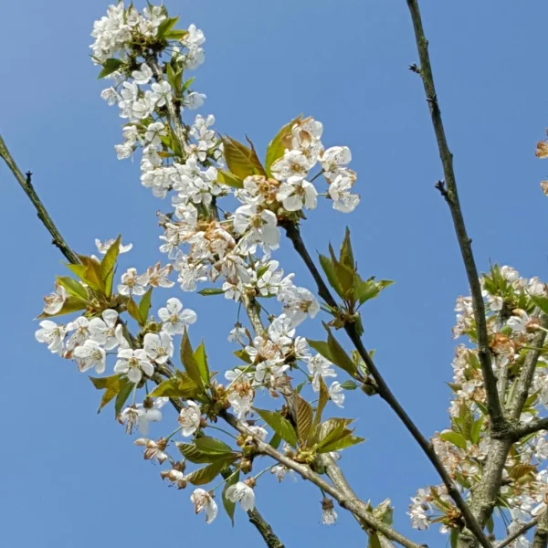Prunus avium 'Bigarreau Napoléon' – Rosaceae