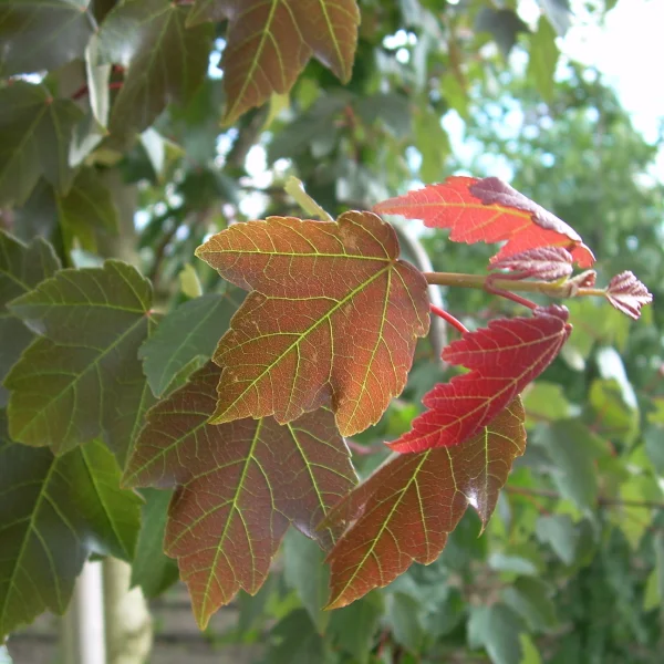 Acer rubrum SUMMER RED ('HOSR') – Aceraceae