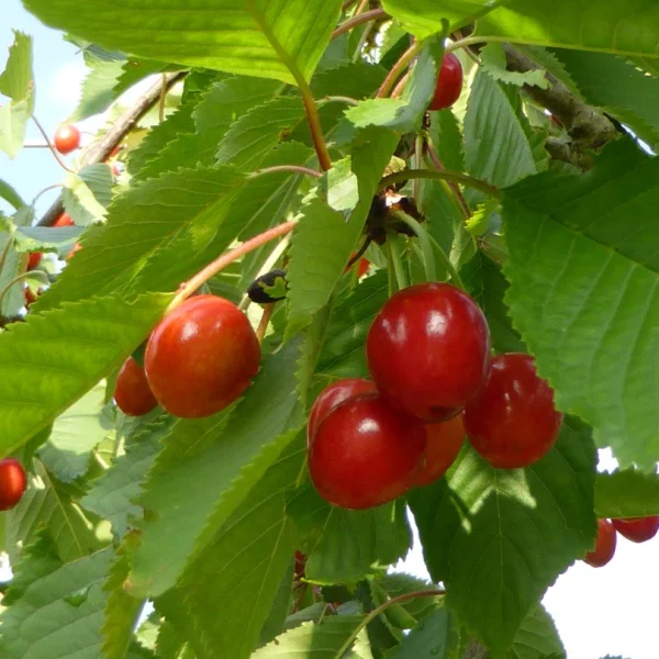 Prunus avium 'Hedelfinger Riesenkirsche' – Rosaceae