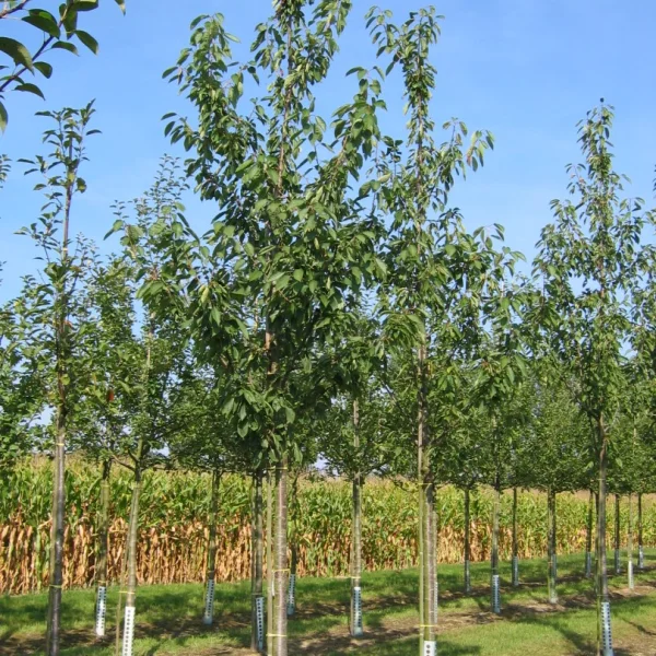 Prunus avium 'Schneider's Späte Knorpelkirsche' – Rosaceae