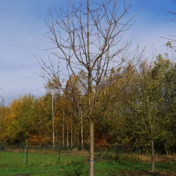 Prunus avium 'Varikse Zwarte' – Rosaceae