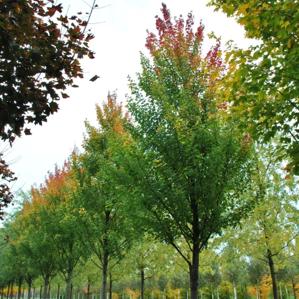 Acer rubrum 'Tilford' – Aceraceae