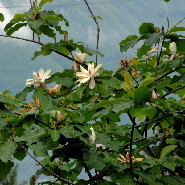Magnolia hypoleuca – Magnoliaceae