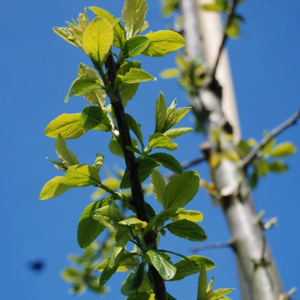 Prunus domestica 'Mirabelle de Nancy' – Rosaceae
