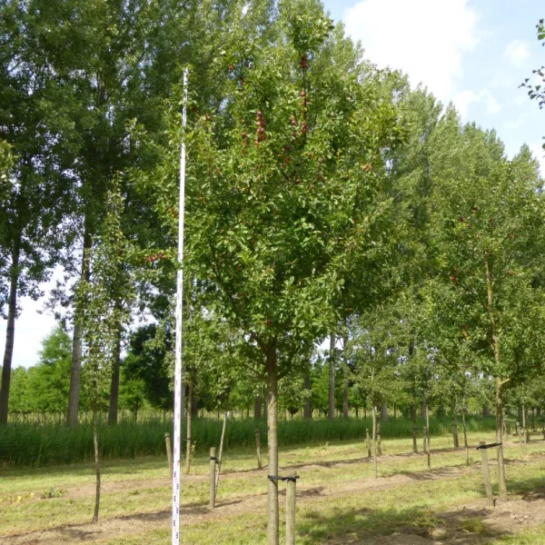 Prunus domestica 'Opal' – Rosaceae