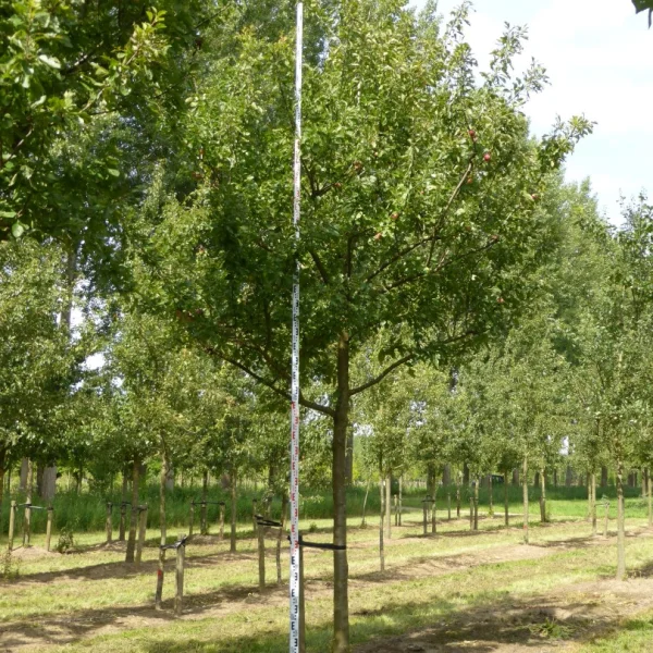 Prunus domestica 'Reine Claude d'Althan' – Rosaceae