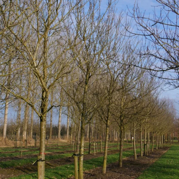 Prunus domestica 'Reine Claude d'Oullins' – Rosaceae