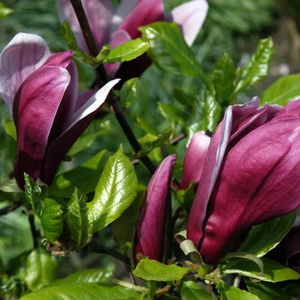 Magnolia liliiflora 'Nigra' – Magnoliaceae