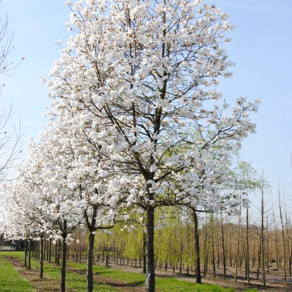 Magnolia ×loebneri 'Merrill' – Magnoliaceae