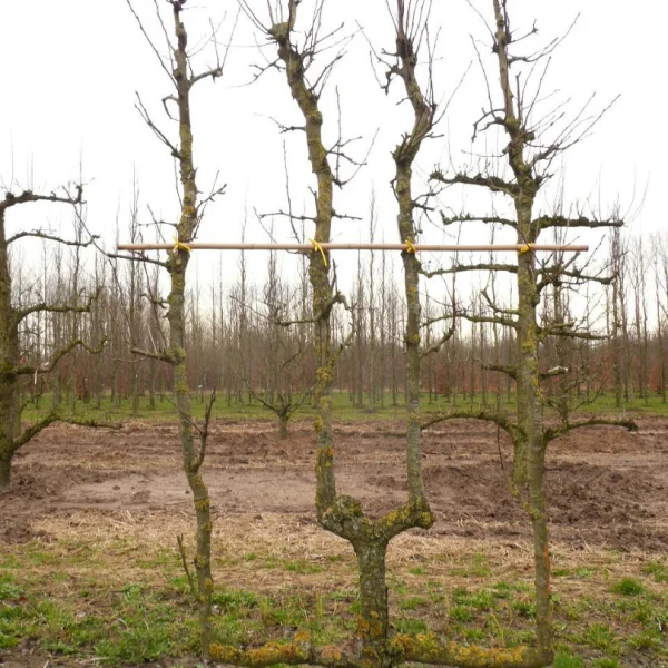 Pyrus communis 'Beurré Hardy' – Rosaceae