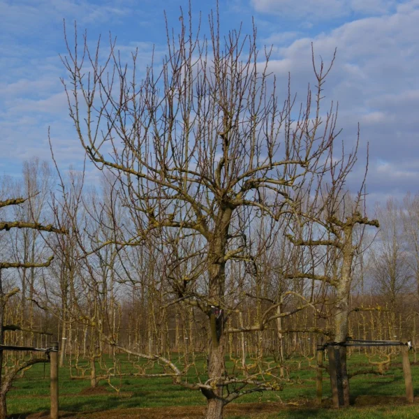 Pyrus communis 'Clapp's Favourite' – Rosaceae