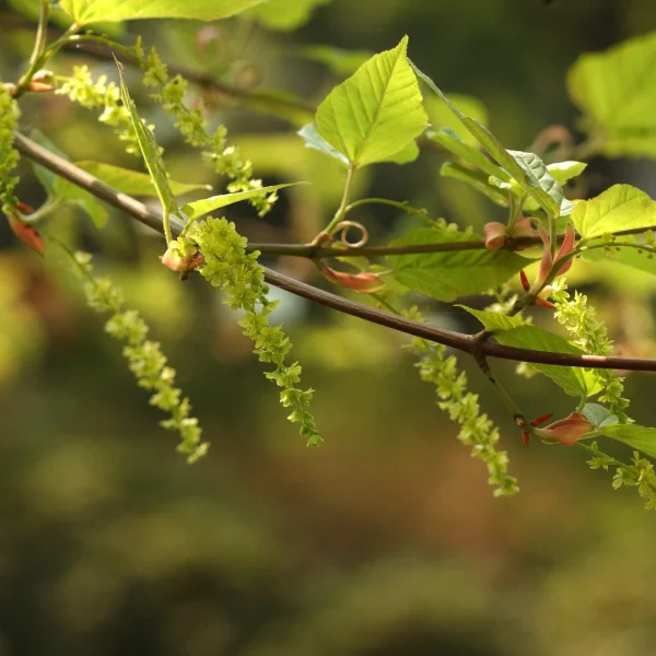 Acer rufinerve – Aceraceae