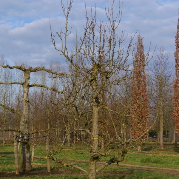 Pyrus communis 'Triomphe de Vienne' – Rosaceae