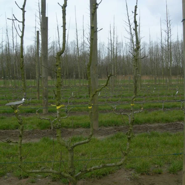 Pyrus communis 'Williams' – Rosaceae