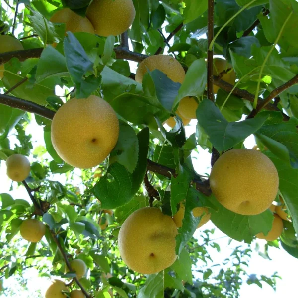 Pyrus pyrifolia – Rosaceae