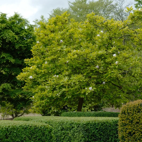 Magnolia ×soulangeana – Magnoliaceae