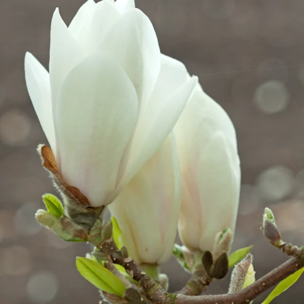 Magnolia ×soulangeana 'Alba Superba' – Magnoliaceae