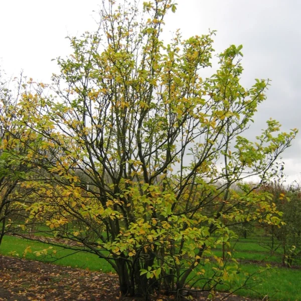 Magnolia ×soulangeana 'Alexandrina' – Magnoliaceae