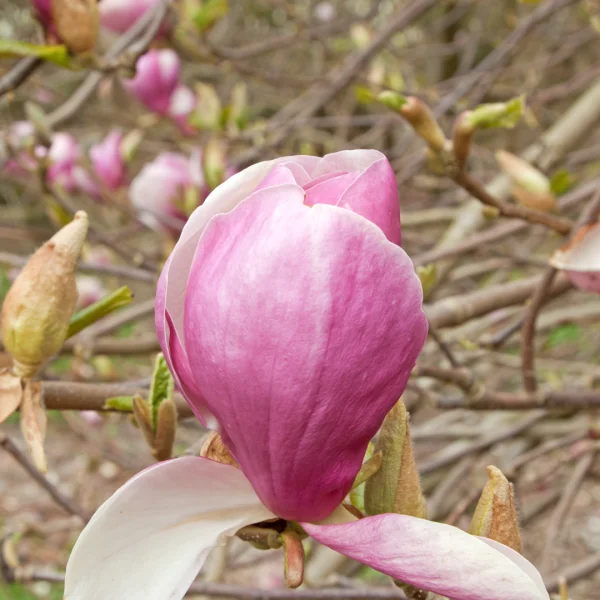 Magnolia ×soulangeana 'Lennei' – Magnoliaceae