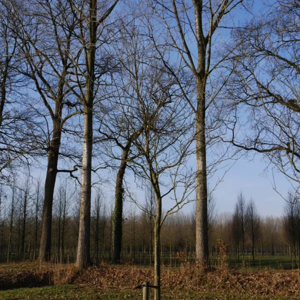 Prunus domestica 'Belle de Louvain' – Rosaceae