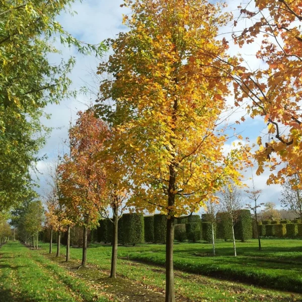 Acer saccharinum – Aceraceae