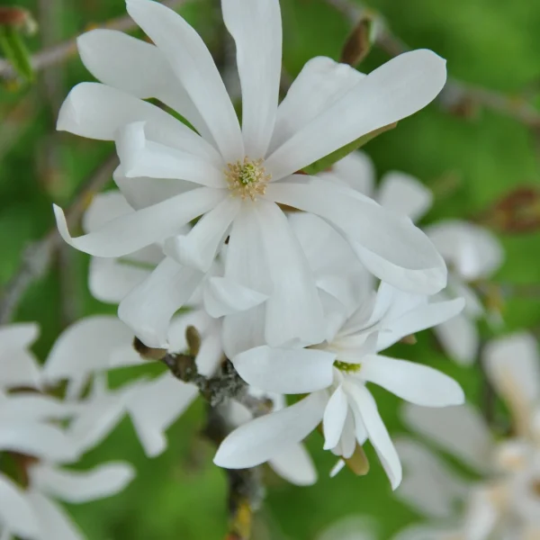 Magnolia stellata – Magnoliaceae