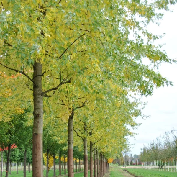 Acer saccharinum 'Asplenifolium' – Aceraceae