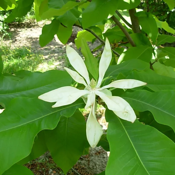 Magnolia tripetala – Magnoliaceae