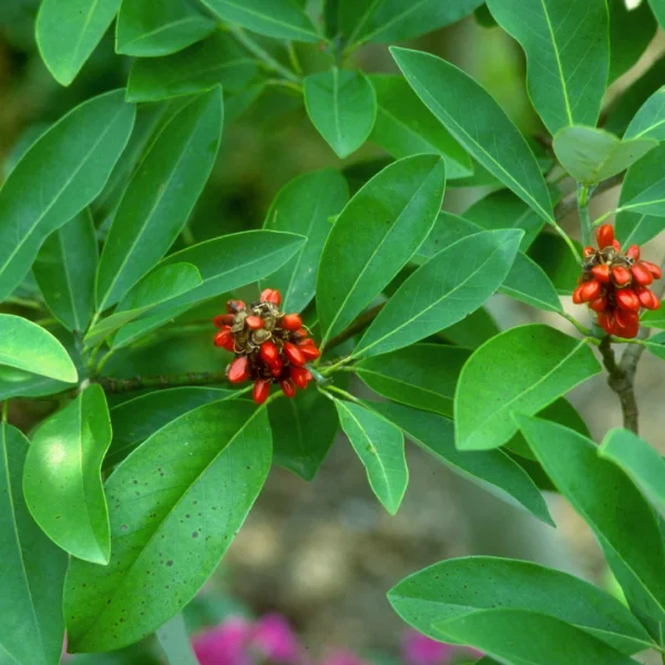 Magnolia virginiana – Magnoliaceae
