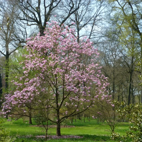 Magnolia 'Galaxy' – Magnoliaceae