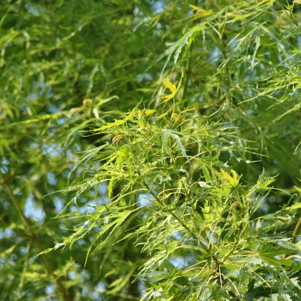 Acer saccharinum 'Born's Gracious' – Aceraceae
