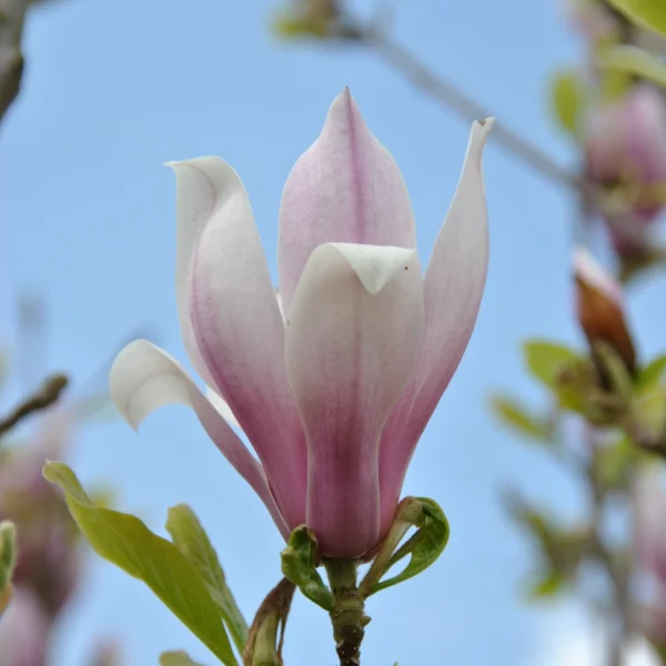 Magnolia RED LUCKY ('Hong Yun') – Magnoliaceae