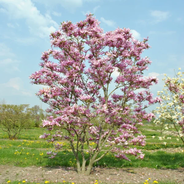Magnolia 'Seven Sisters' – Magnoliaceae